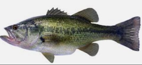 Ideas for Catching Lots of Bass