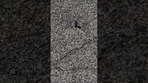 don't step on that #shorts