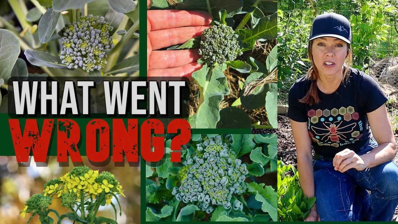 What's Wrong with my Broccoli: Bolted Brassicas