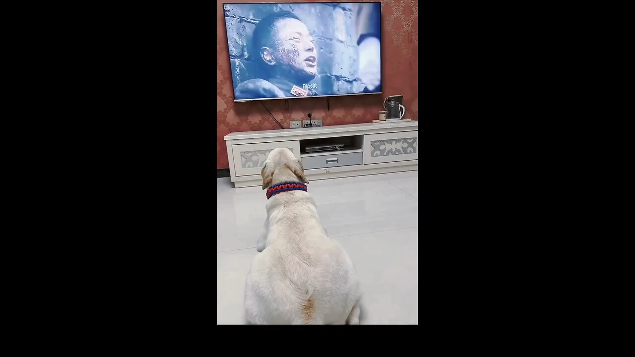 dog crying