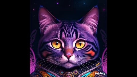 Cute Cat Picture ☯️