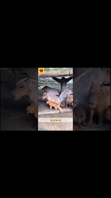 Cat Playing With Other Animals - Vía otak_viral (Ig) #shorts