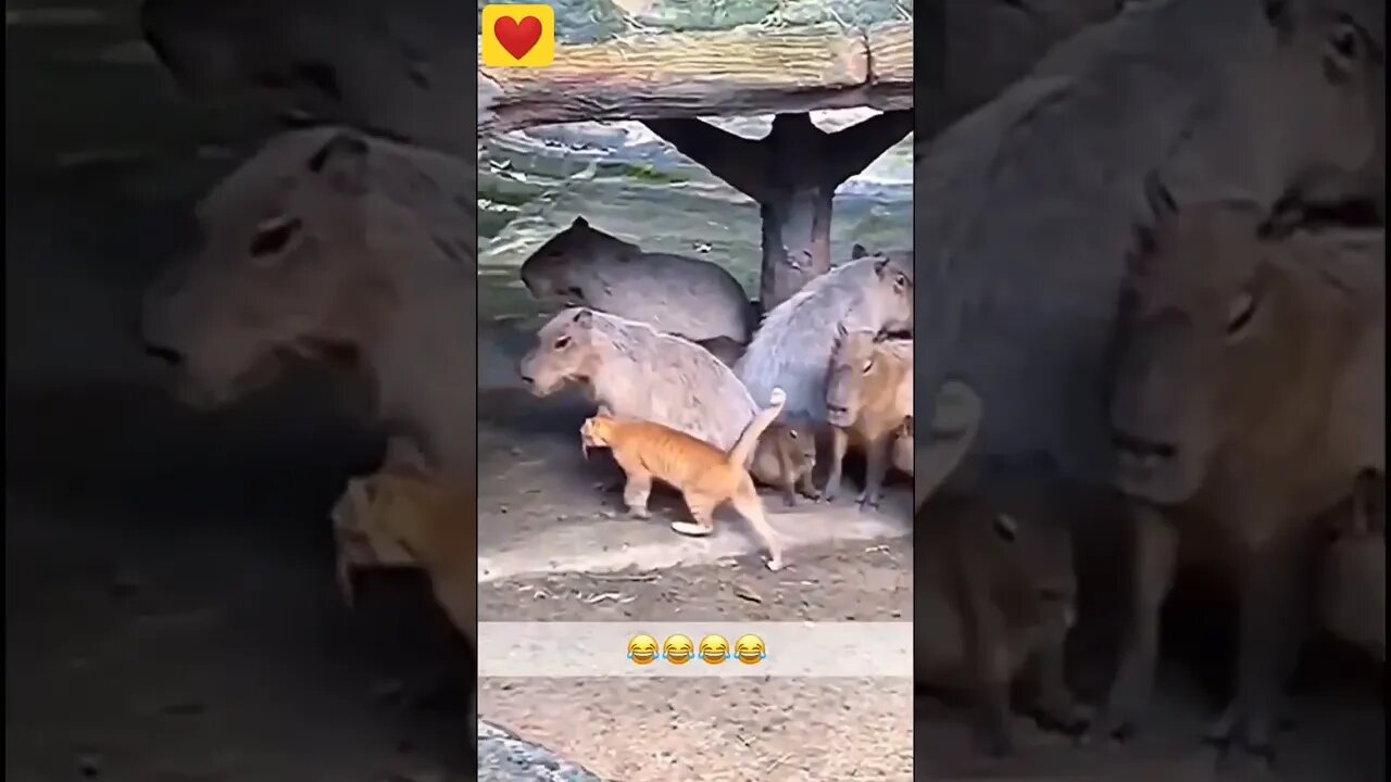 Cat Playing With Other Animals - Vía otak_viral (Ig) #shorts