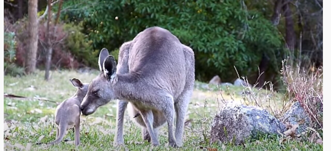 Australian Wildlife: Kangaroo Twin 2