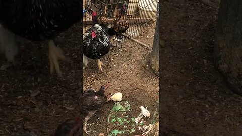 Following the chicks around and watching the battle between 2 hens over the chicks