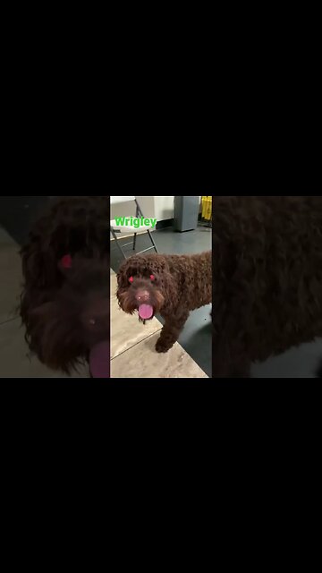 [Shorts 0183] WRIGLEY [#dogs #doggos #doggos #puppies #dogdaycare]