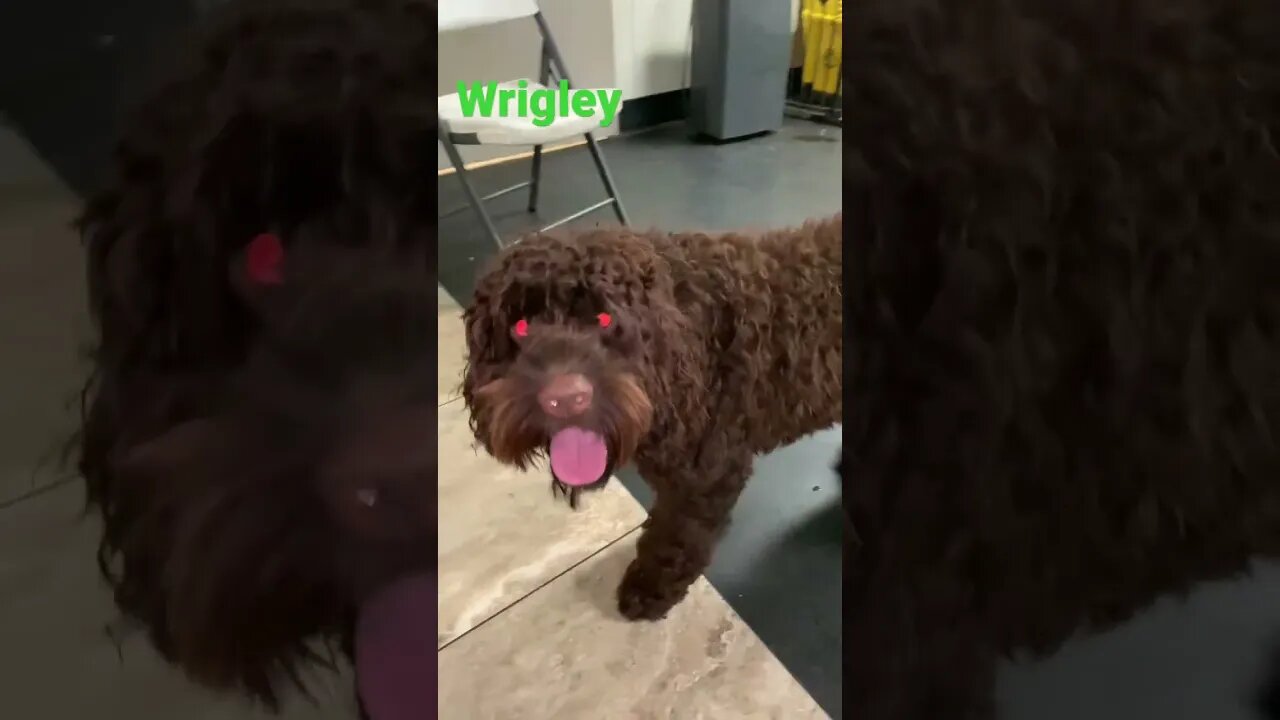 [Shorts 0183] WRIGLEY [#dogs #doggos #doggos #puppies #dogdaycare]