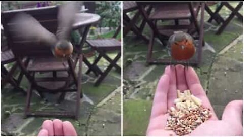 Pettirosso mangia dalla mano in slow-motion