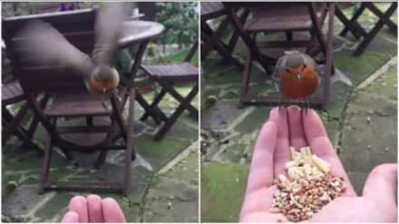 Pettirosso mangia dalla mano in slow-motion