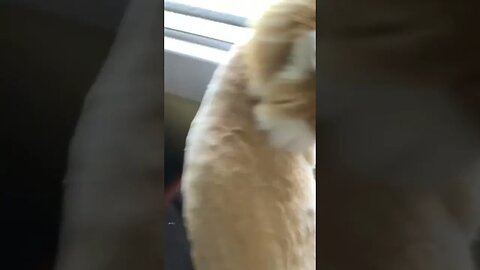 Pet lion lunges at me!