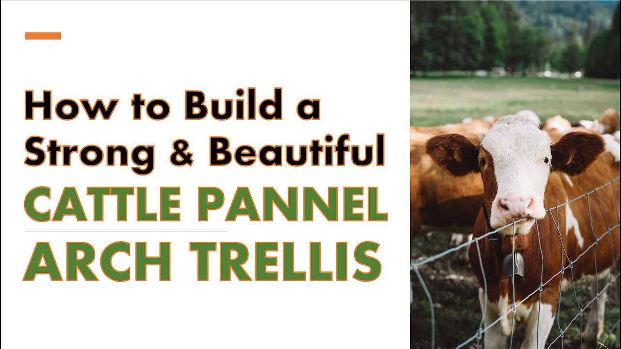 How to Build a Strong and Beautiful CATTLE PANNEL ARCH TRELLIS