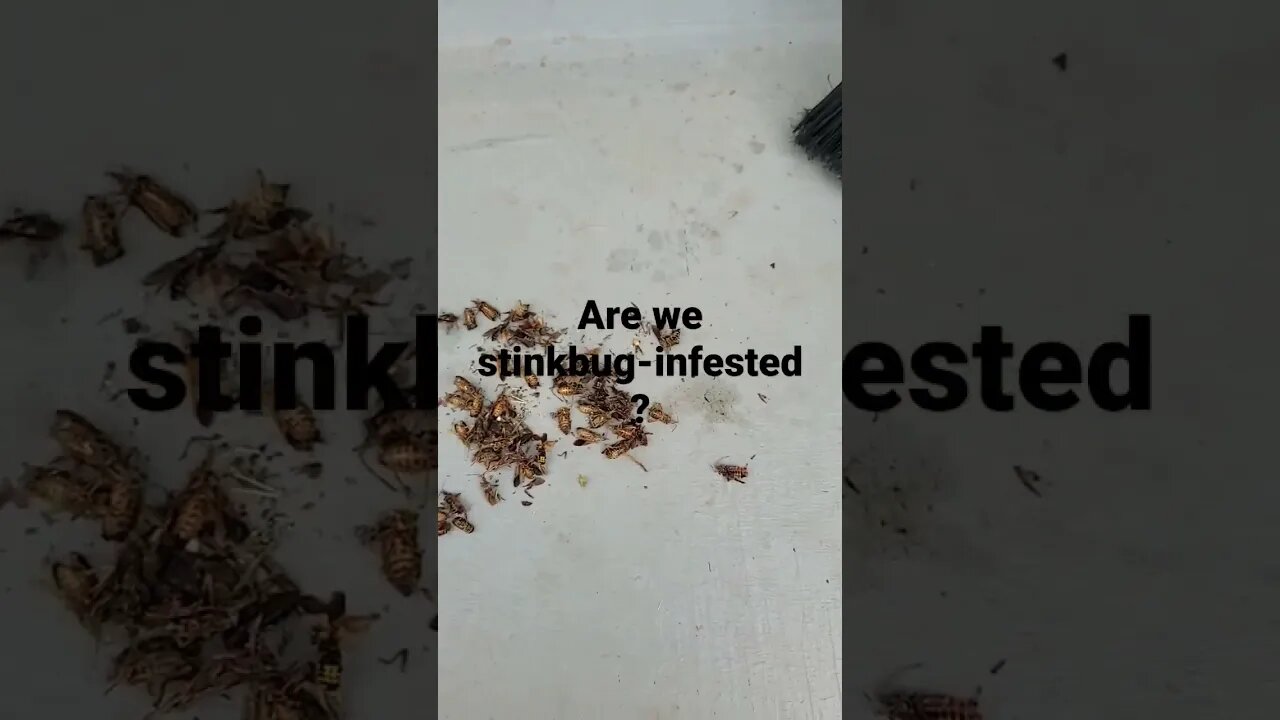 Are we stinkbug-infested?