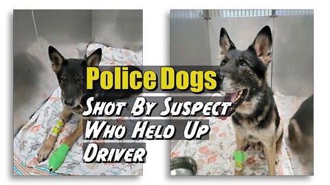 Two K-9 Police Dogs Shot By Suspect