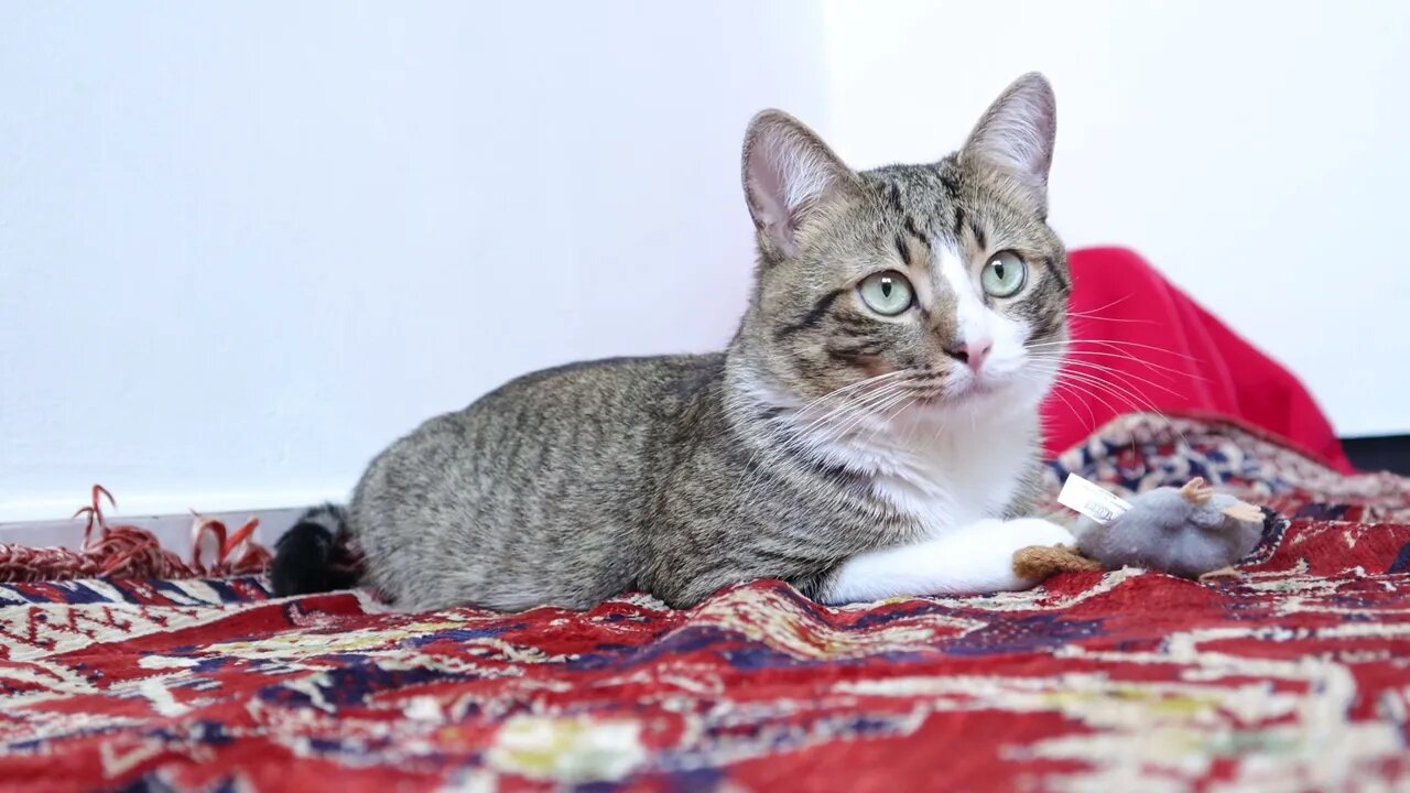 Cute Tabby Cat Sits on the Carpet