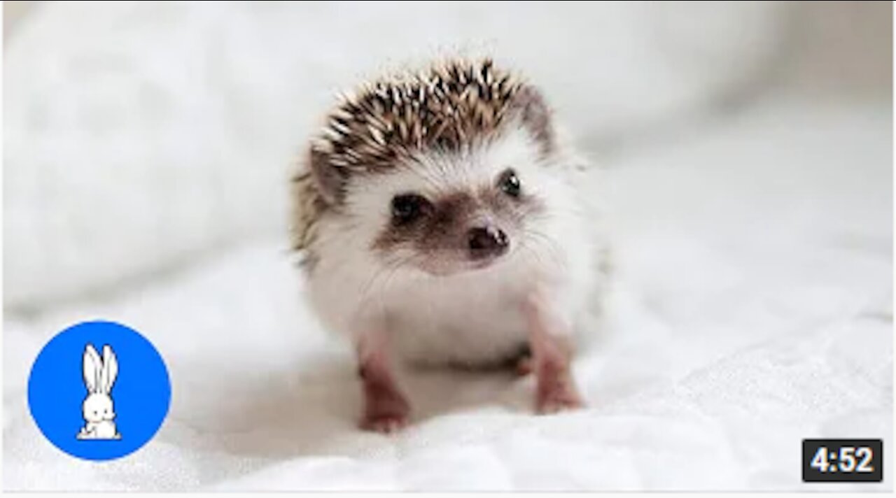 Cute Little Hedgehogs Compilation | TRY NOT TO AWW!