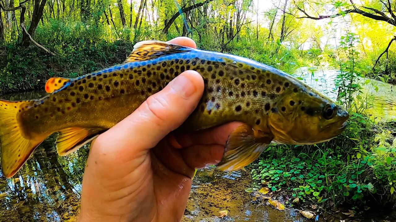 Catching Creek TROUT with JERKBAITS