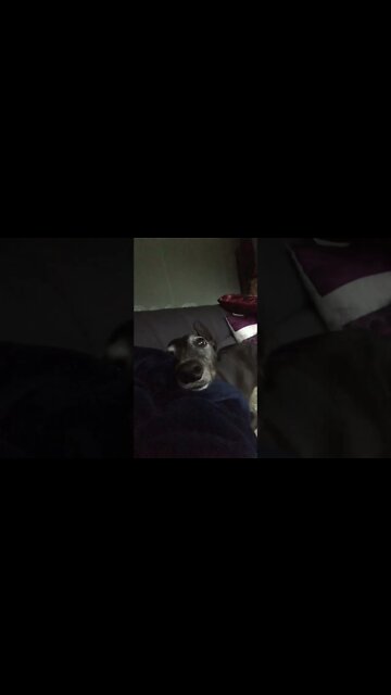 Cutest greyhound snuggles 🥰