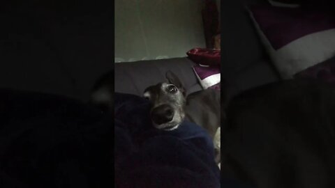 Cutest greyhound snuggles 🥰