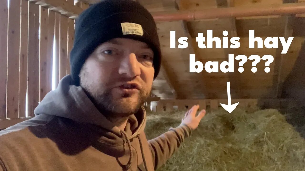 Unlocking Poor Hay Fields: Understanding Mineral Deficiencies in Livestock