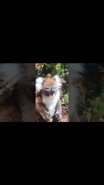 Is this the worst CRY in the world?