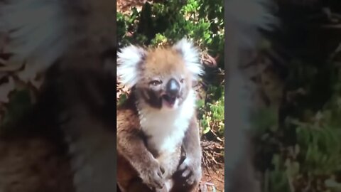 Is this the worst CRY in the world?