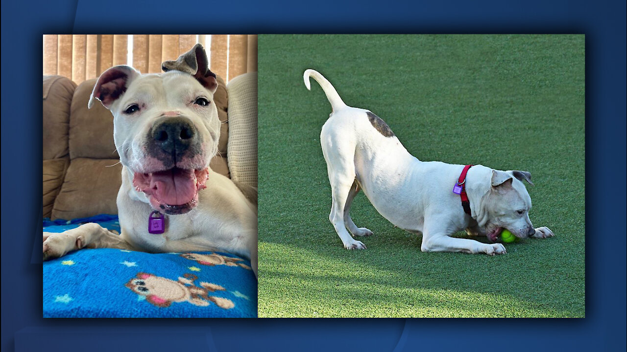 Cleveland APL Pet of the Weekend: Ladybird, a 10-year-old pit mix