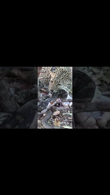 Leopard Eats A Snake (Python) #shorts