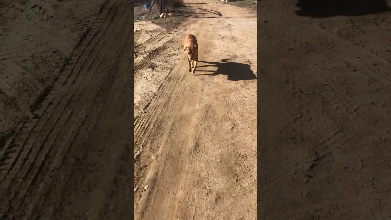 Old Fat Al The Happy Rescue Dog:)