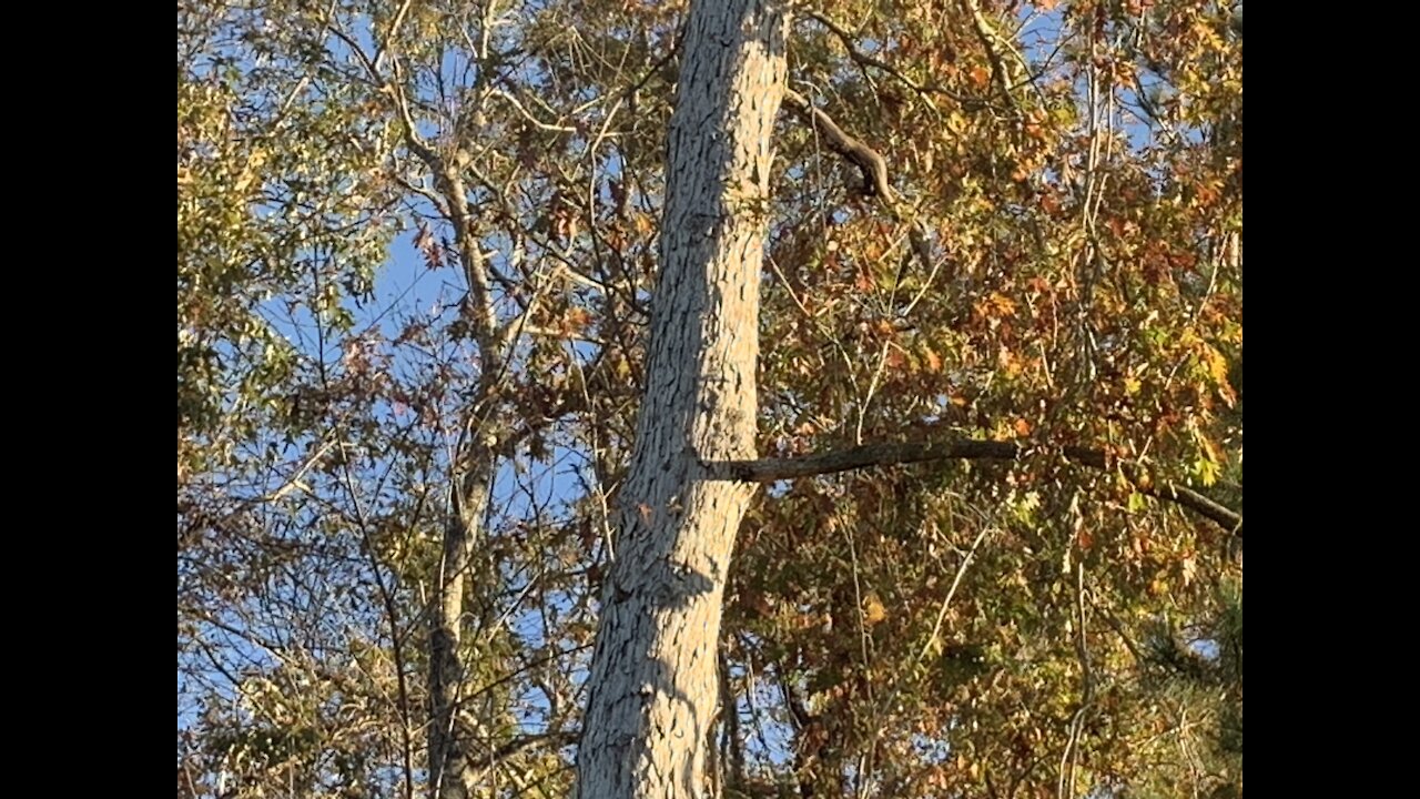 Recording the leaves in the daylight