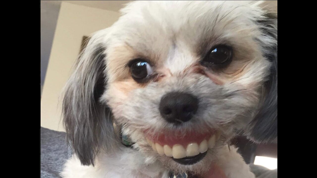 If You Laugh You Looseš¤£Watch this if you are having a bad day||Funny Animals Compilation