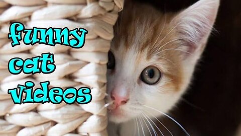 Funny Cat Reaction