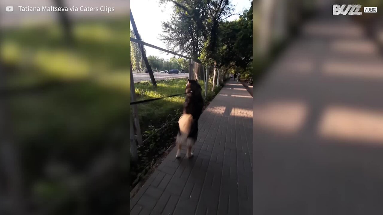 Cão adora passear a andar em duas patas