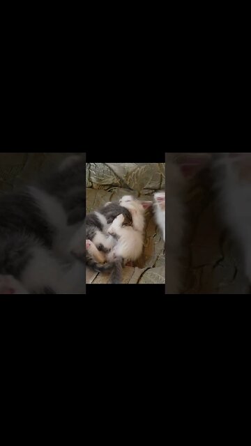 Смешные Боевые котята