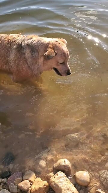 Cattle dog totally freaks out over rock thrown into the water