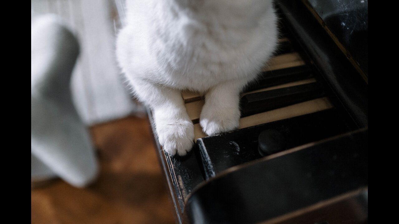 Lovely cat Is playing the On piano