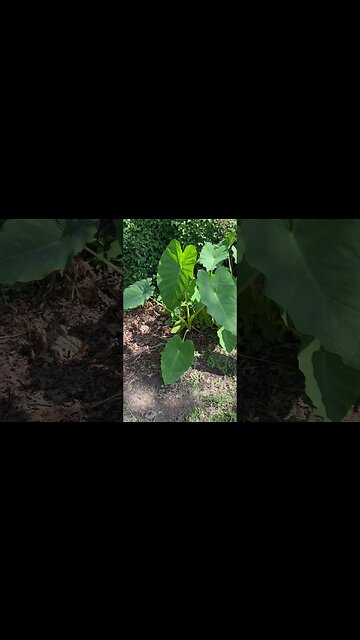 Elephant ears get massive in Louisiana