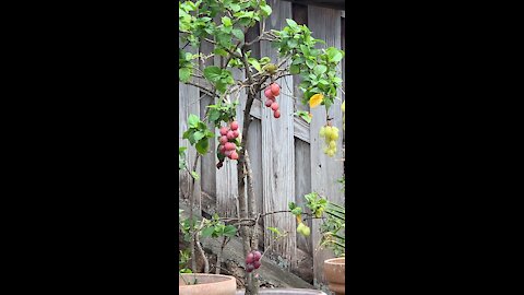 #Back Yard Birds Hawai’i Mejiro or Japanese White Eye bird