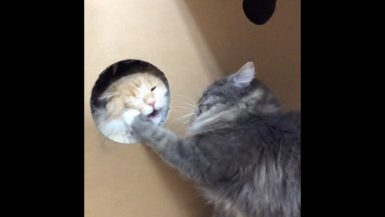 Two funny Maine Coon Cats fighting in Box