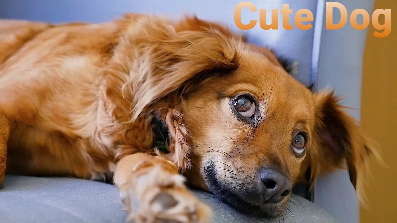 Cute & Beautiful Dogs