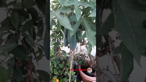 Papaya in Deutschland anbauen 🥭