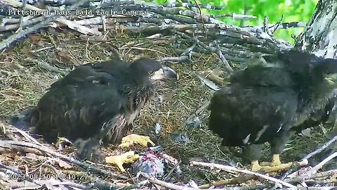 Hays Eagles H20 goes for the steal of a bird head and eats it whole! 05-10-2023 10:09am