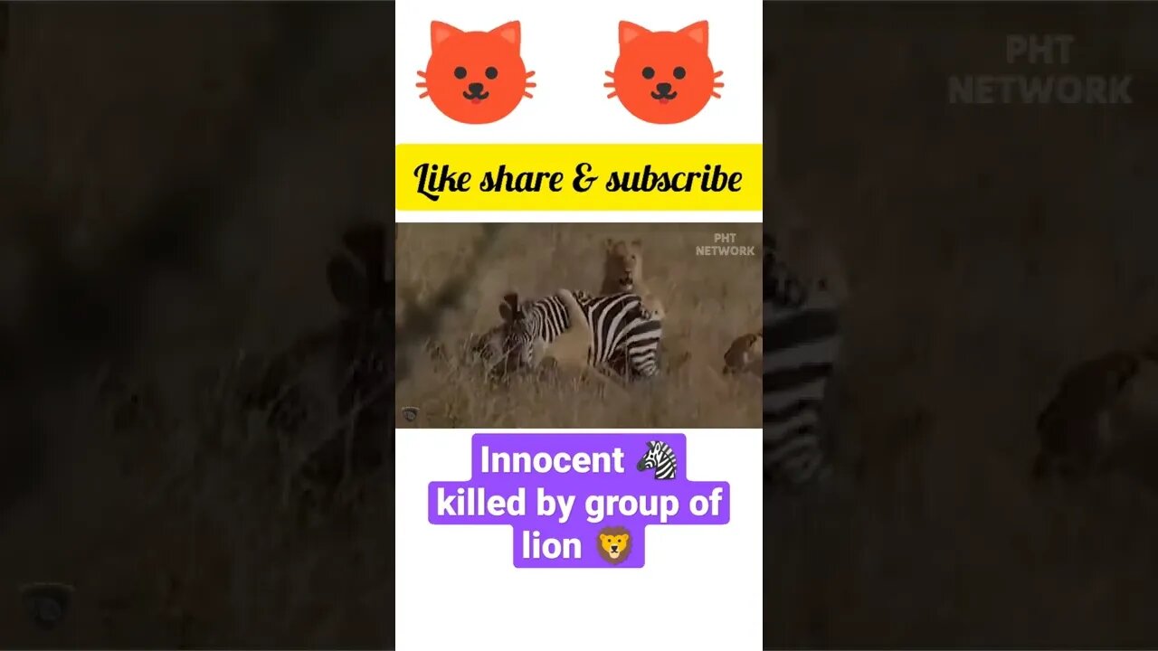 innocent zebra 🦓 killed by group of 🦁🦁#shorts #youtubeshorts