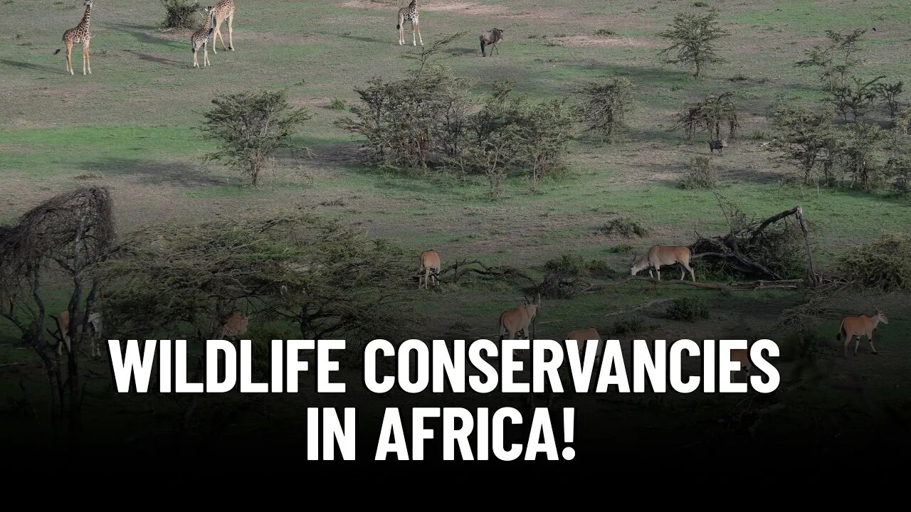 The Importance of Wildlife Conservancies in Africa!