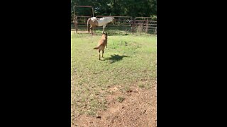 Belgian Malinois in a hurry to go riding horses.