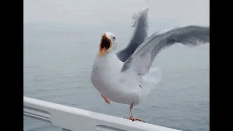 "Howl of the Seagull Saga"