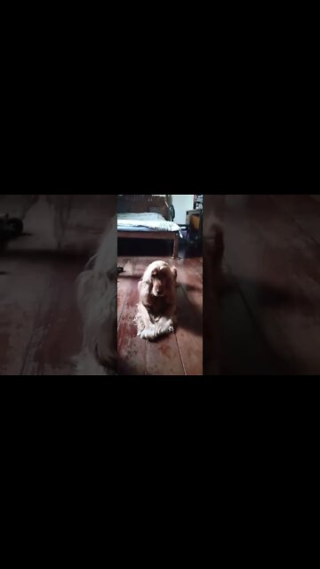 #dogshow, #amimals, #dogs, #shorts