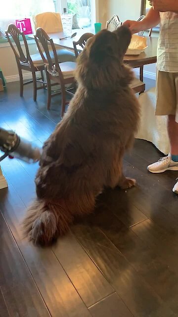 Carefree Newfoundland doesn’t mind being vacuumed