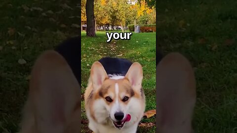 Cute DOG Tries To Steal YOUR GIRL 🤣 Wholesome Moments