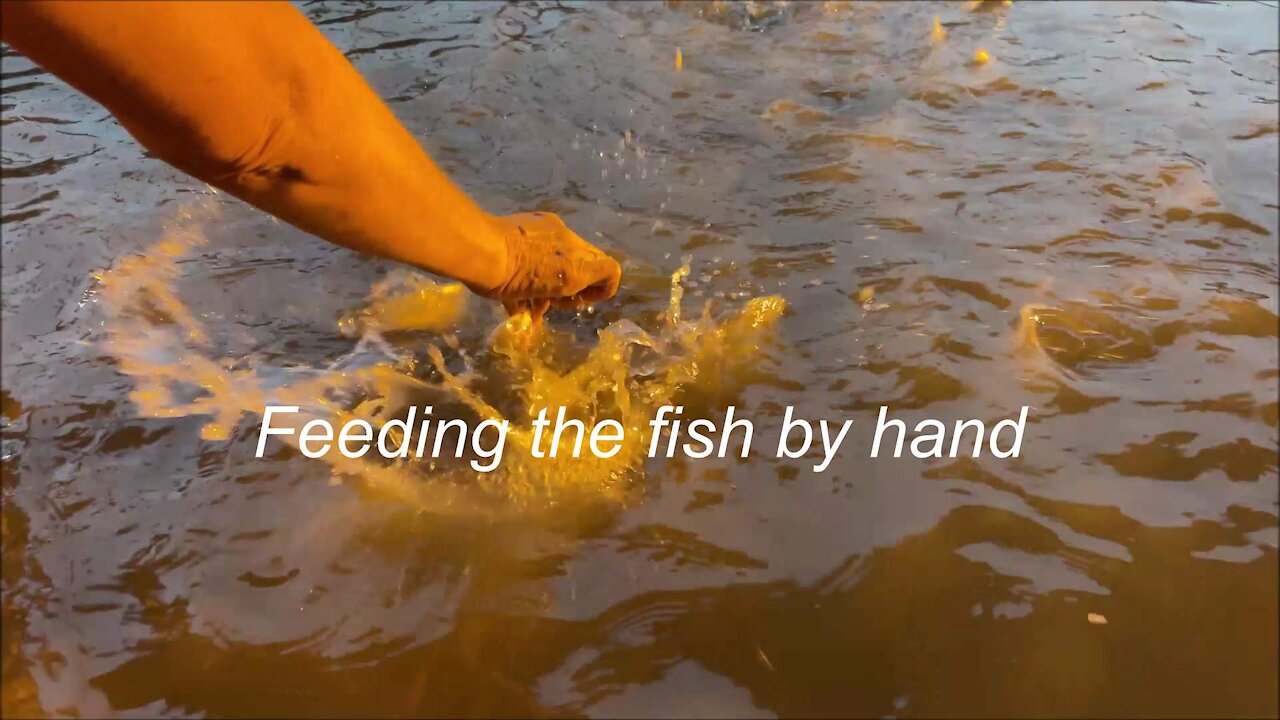 Feeding the fish by Hand in Thailand