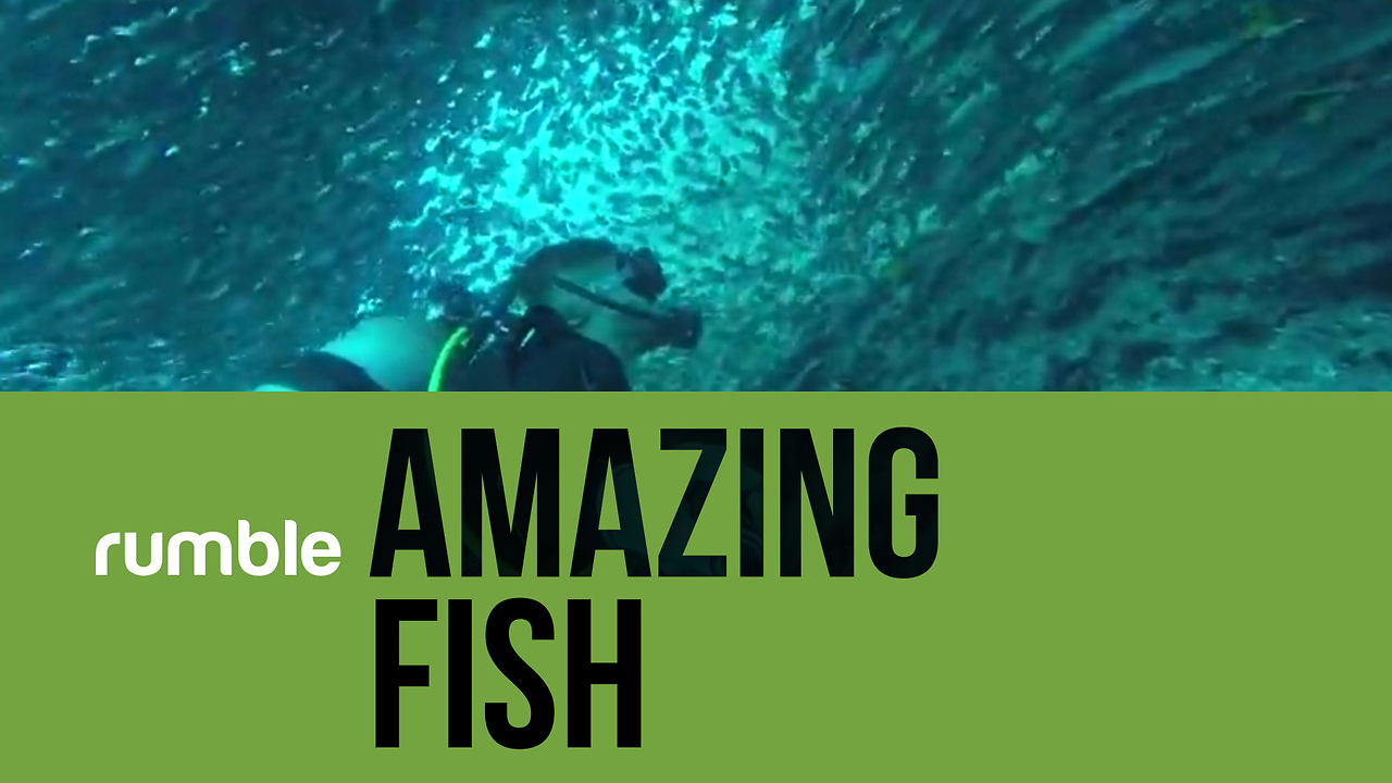 Discover the incredible world of amazing fish in this fascinating compilation!